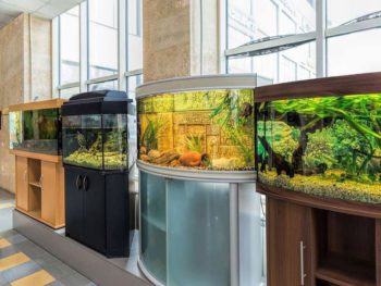 Best Aquarium Stands