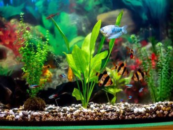 Best aquarium water conditioner