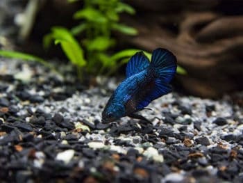 Best Betta Fish Food