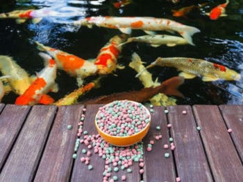 Best Koi Food for Color, Growth and Nutrition Reviews