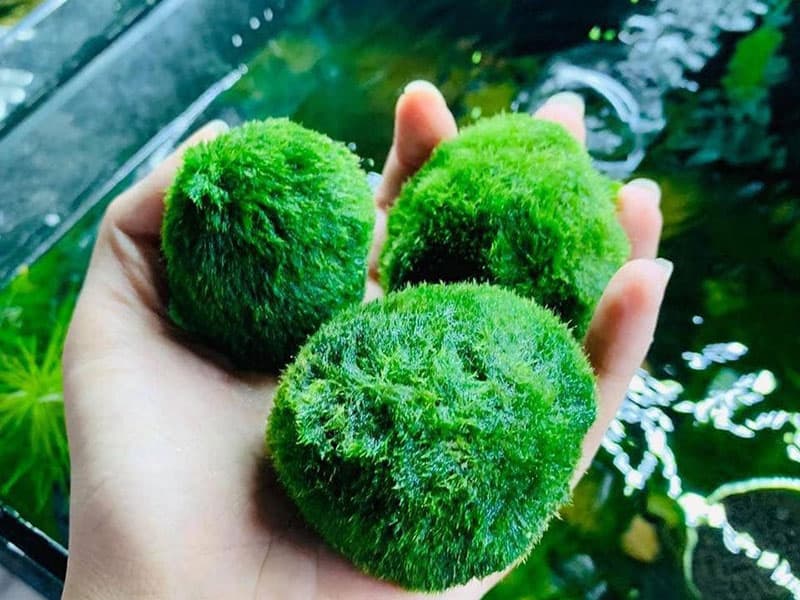 Live Plants Good for Betta Fish