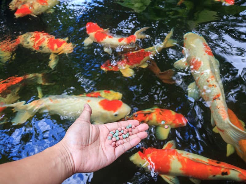 What do koi eat