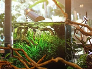 Best 10 Gallon Fish Tanks