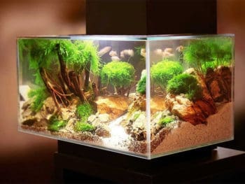 Best 20 Gallon Fish Tanks