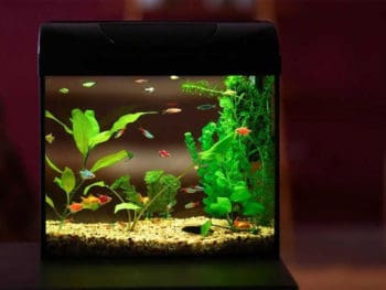 Best 5 Gallon Fish Tank