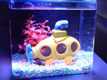 Best Betta Fish Tank