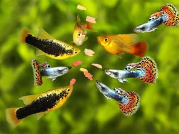 Best Food for Guppies