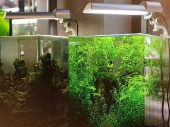 Best Nano Aquarium