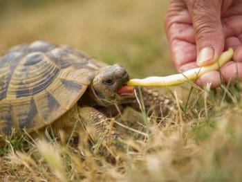 Best Turtle Foods