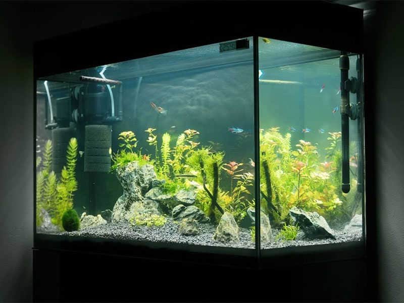 Betta Fish Tank Equipment