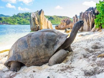 Can Tortoises Swim