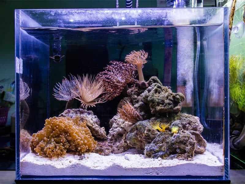 Nano Reef Tank