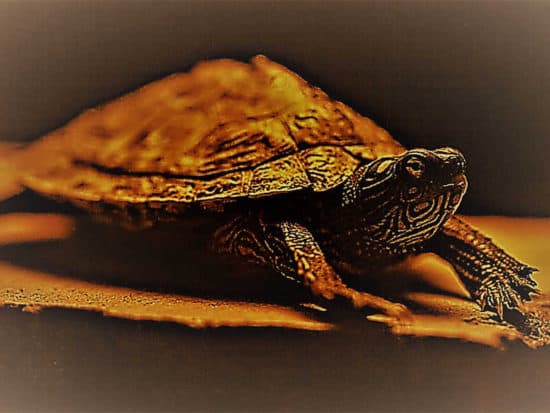 Way the eyes of a turtle work in the dark