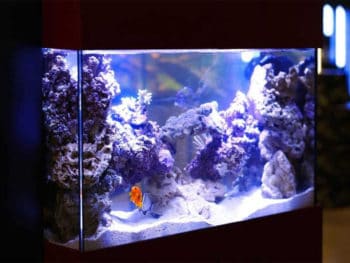 Best Nano Reef Tank